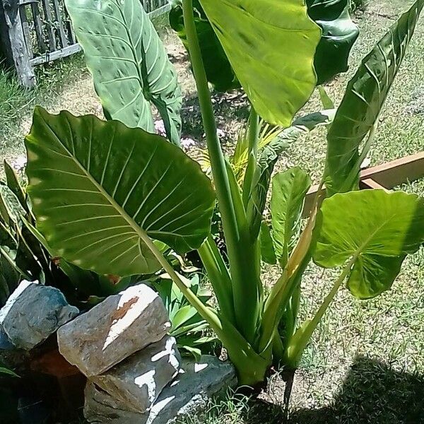 Alocasia macrorrhizos Foglia