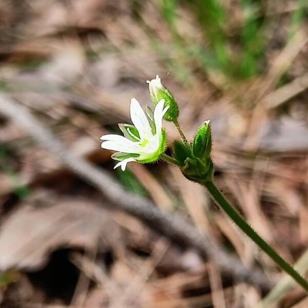 Cerastium holosteoides Flower