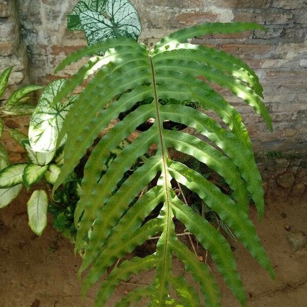 Phlebodium aureum Blatt