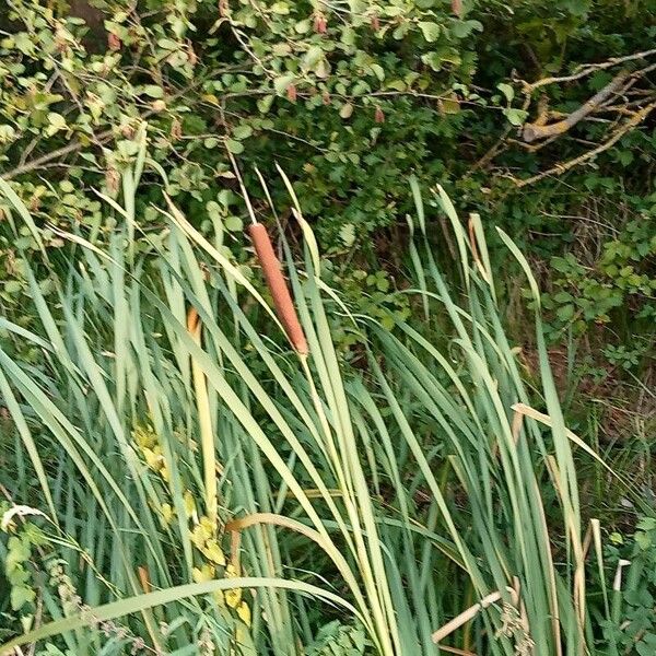 Typha angustifolia عادت داشتن