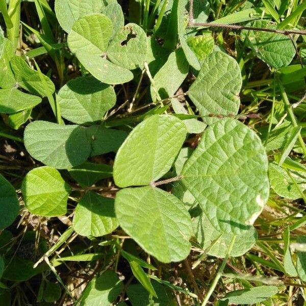 Rhynchosia minima Leaf