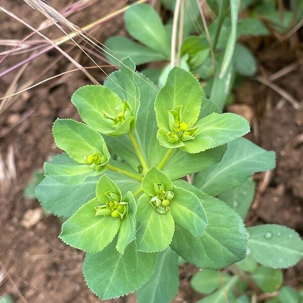 Euphorbia helioscopia Fuelha