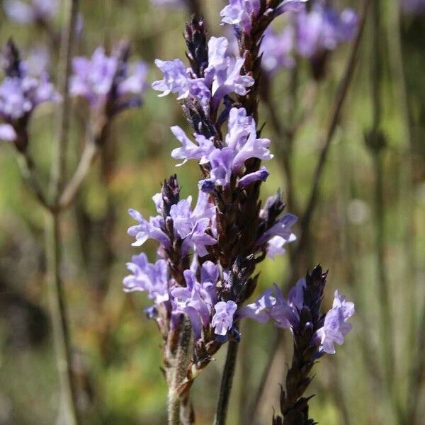 Lavandula canariensis Flower