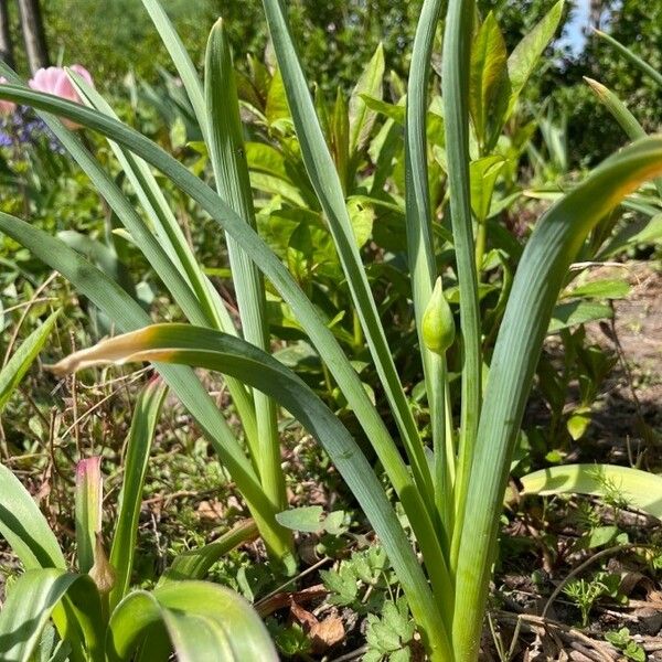 Allium flavum Blüte