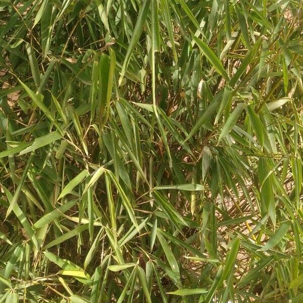 Phyllostachys aurea Leaf