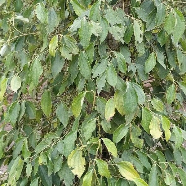 Piper nigrum (Pepper)