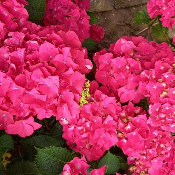 Hydrangea spp. Flower