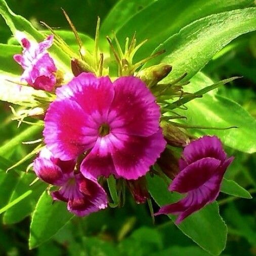 Dianthus barbatus Квітка