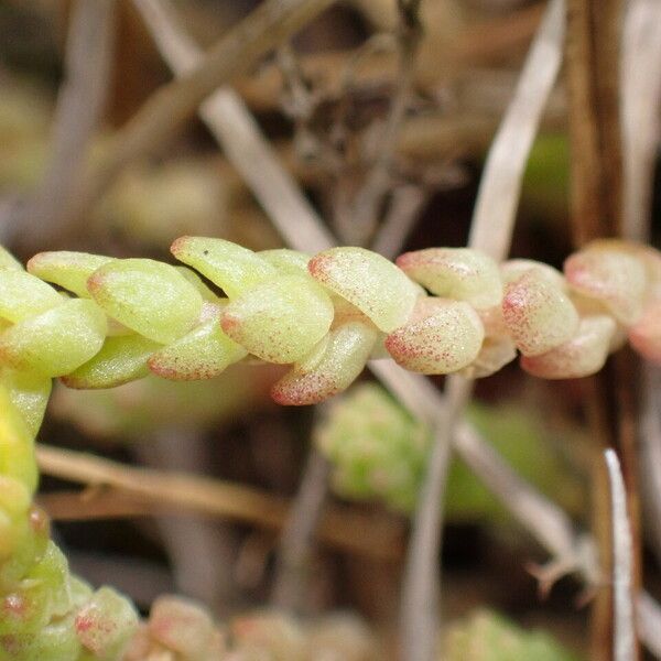 Sedum acre Frunză