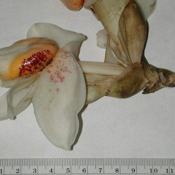 Stanhopea ecornuta Altres