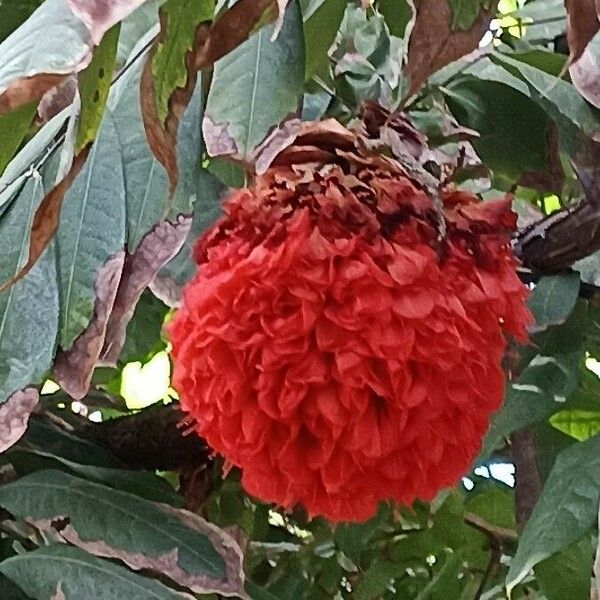 Brownea ariza Flower