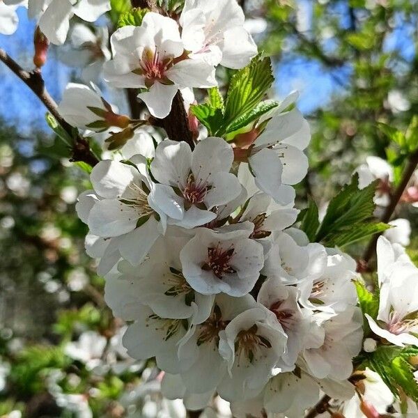 Prunus tomentosa Flower