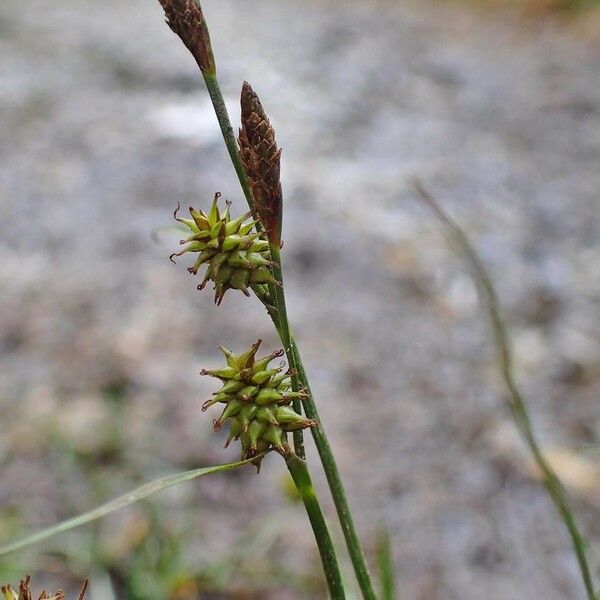 Carex oederi موطن