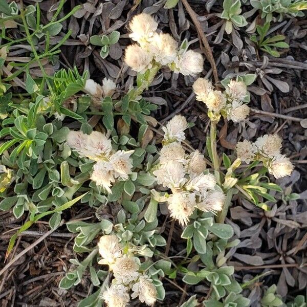 Antennaria parvifolia Λουλούδι