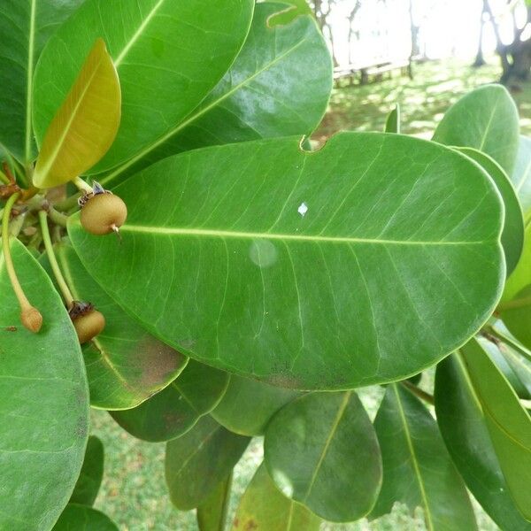 Noronhia emarginata Leaf