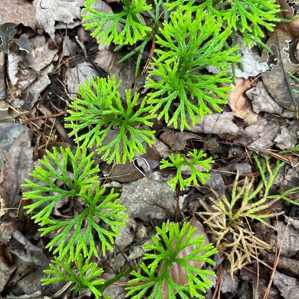 Lycopodium complanatum ᱥᱟᱠᱟᱢ