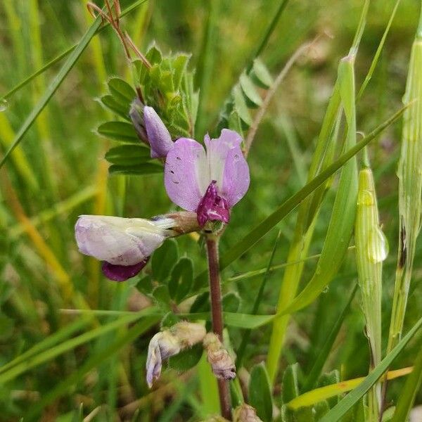 Vicia sativa Flower