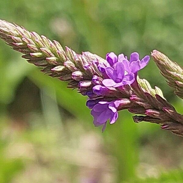 Verbena hastata Çiçek