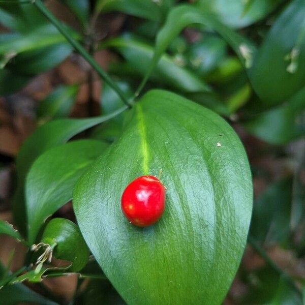 Ruscus hypophyllum Fruit