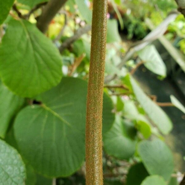 Actinidia chinensis Ŝelo