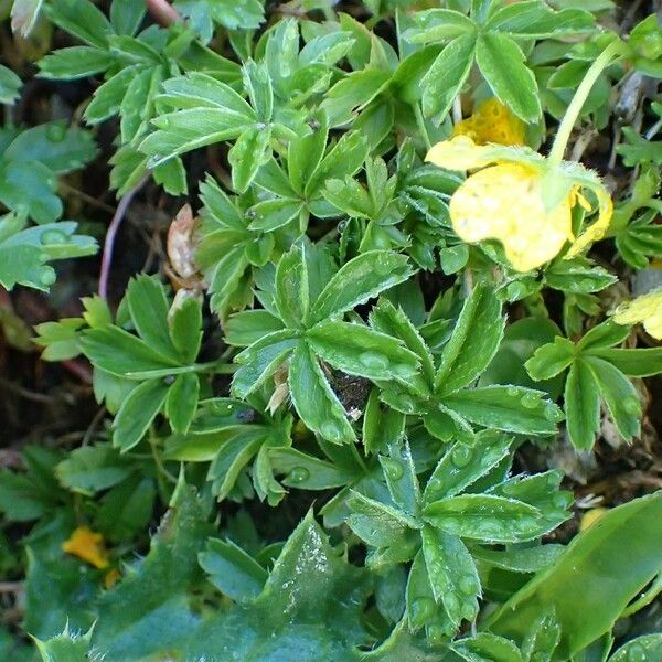 Potentilla aurea Plante entière