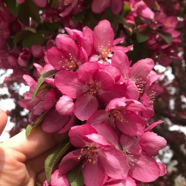 Malus × floribunda Blüte