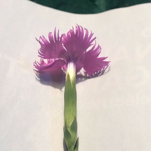 Dianthus hyssopifolius Blodyn