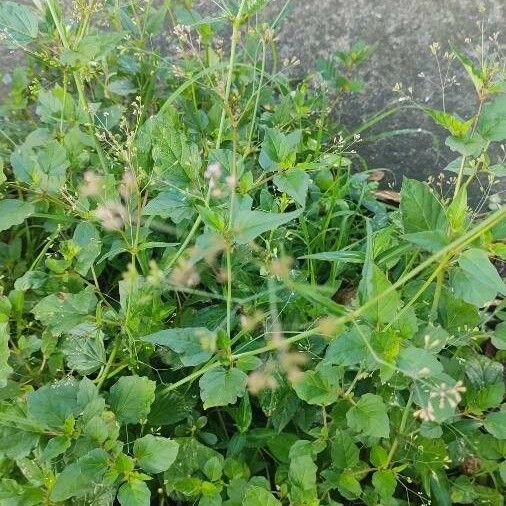 Boerhavia erecta Fuelha