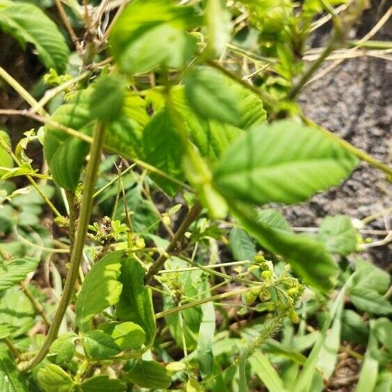 Cardiospermum grandiflorum Leaf