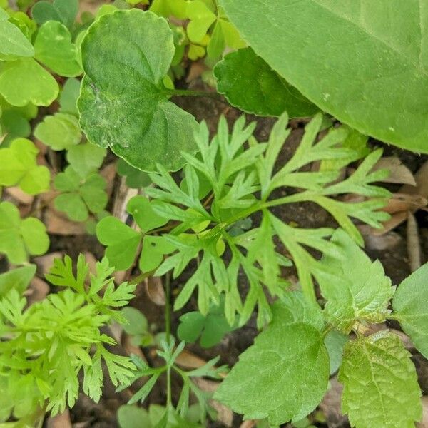 Conopodium majus Leht