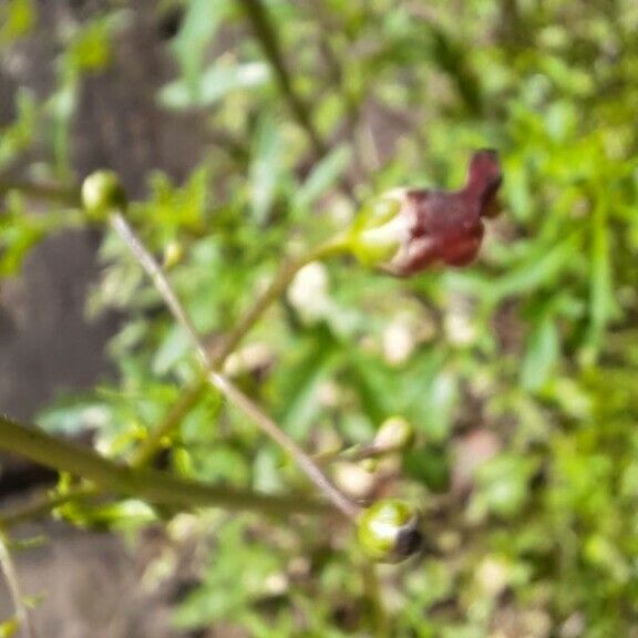 Scrophularia glabrata Blomma