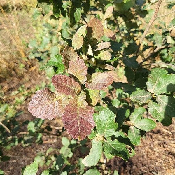 Quercus laeta Leht