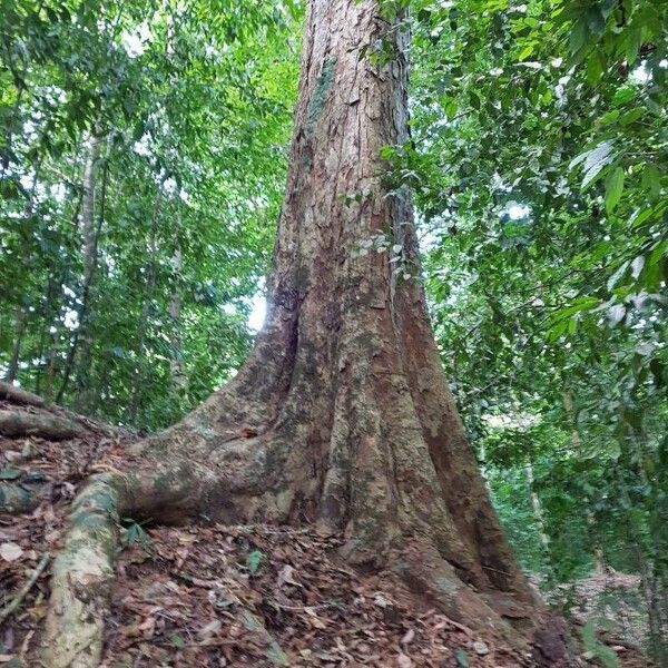 Cojoba arborea പുറംതൊലി