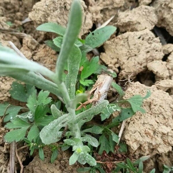 Pseudognaphalium affine Alkat (teljes növény)