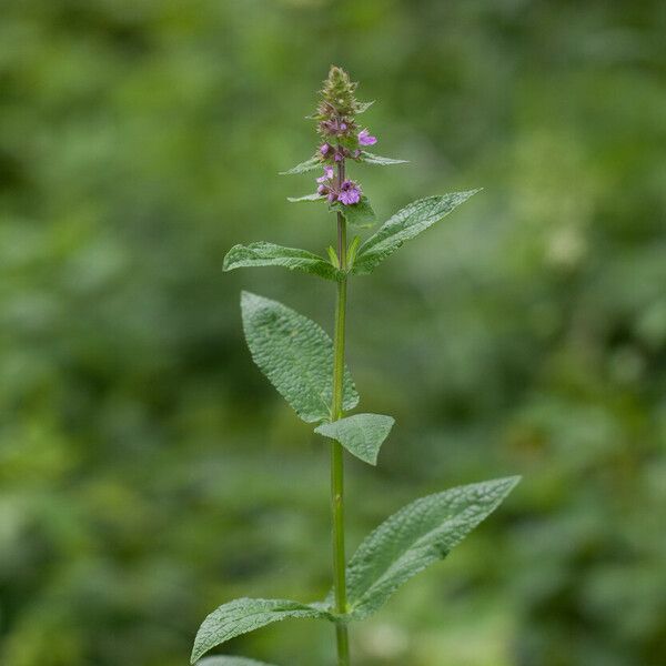 Stachys palustris Цвят