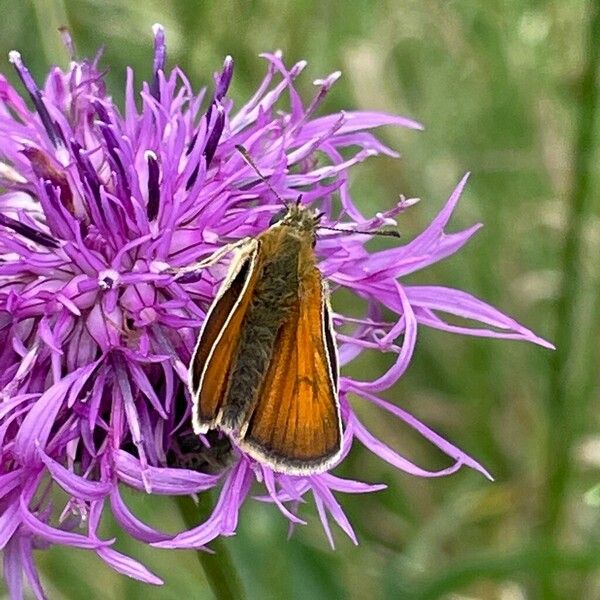 Centaurea scabiosa Квітка