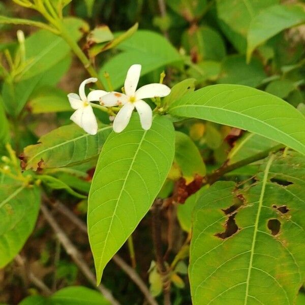 Holarrhena pubescens പുഷ്പം