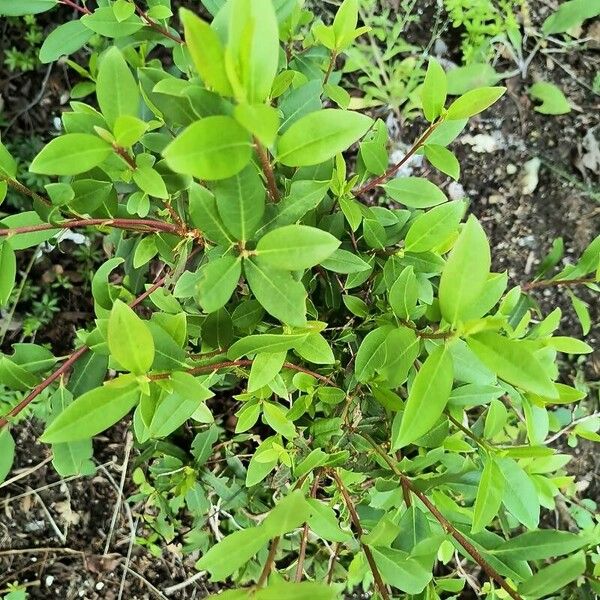 Kalmia angustifolia Liść