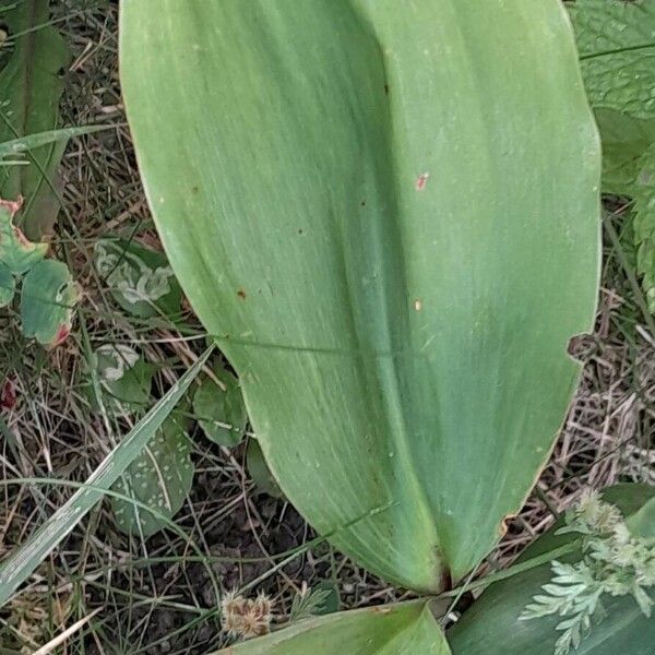 Convallaria majalis Leaf