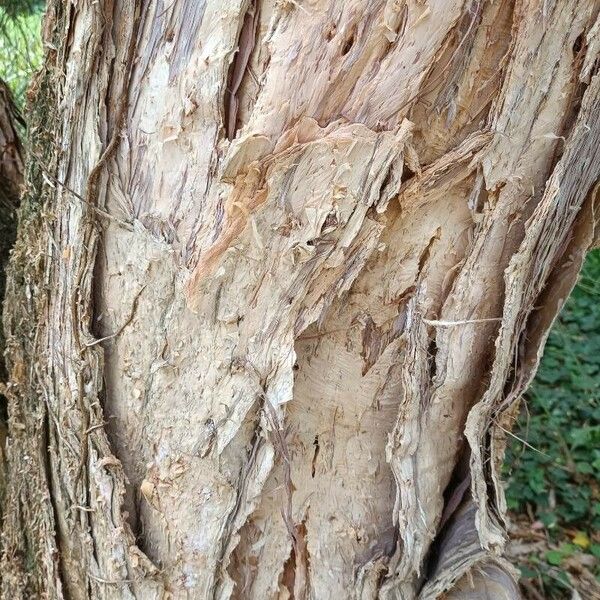 Melaleuca linariifolia Bark