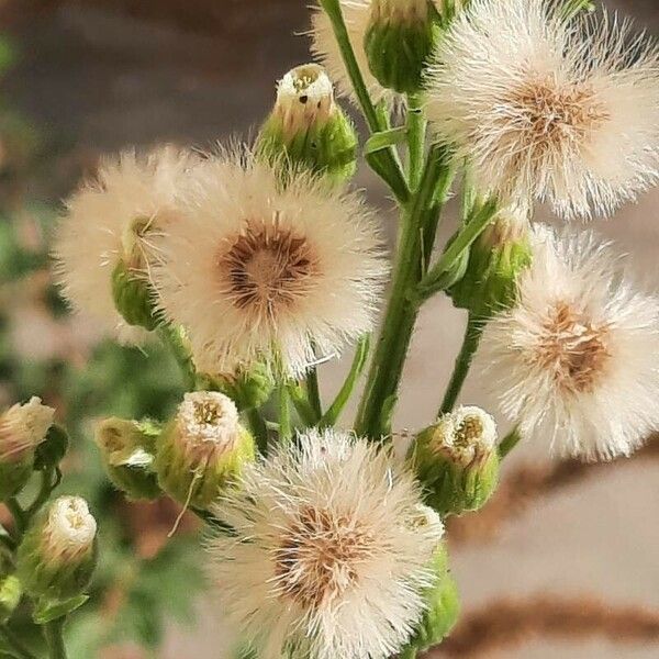 Erigeron bonariensis Frukt