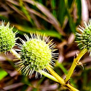 Eryngium paniculatum ഫലം