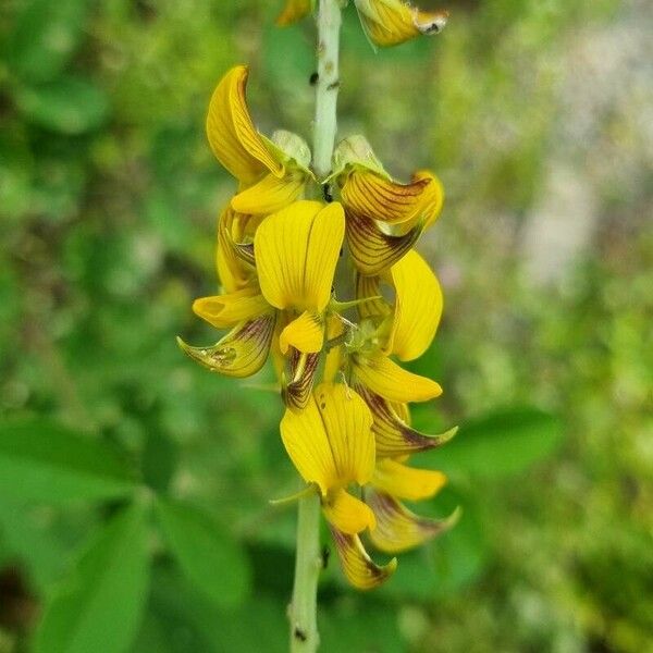 Crotalaria pallida Flor