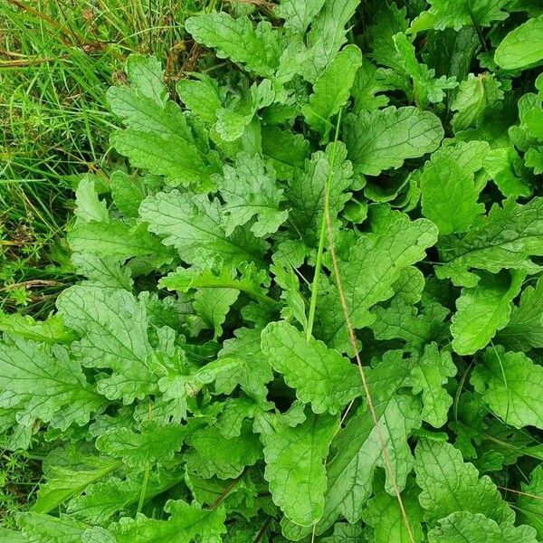 Senecio doria Lapas