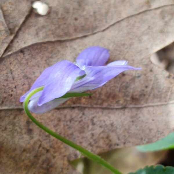 Viola reichenbachiana 花