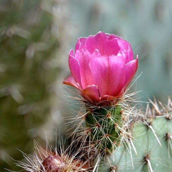 Opuntia polyacantha Кветка