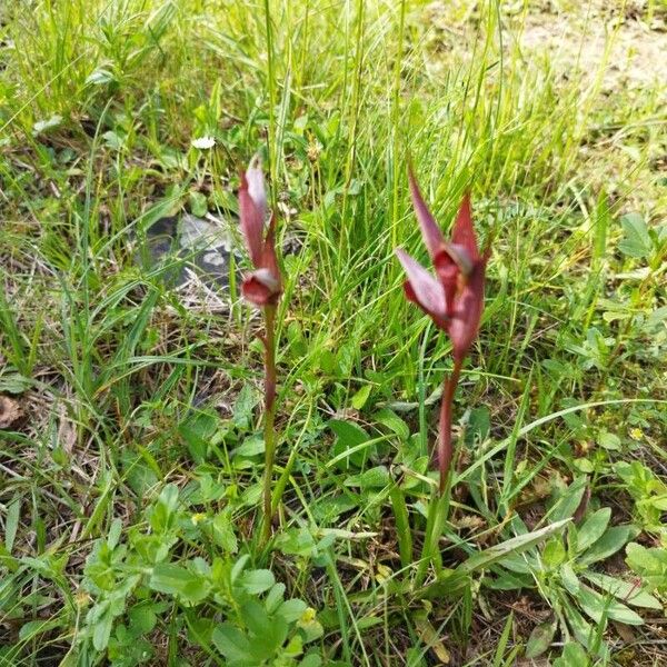 Serapias vomeracea Flower