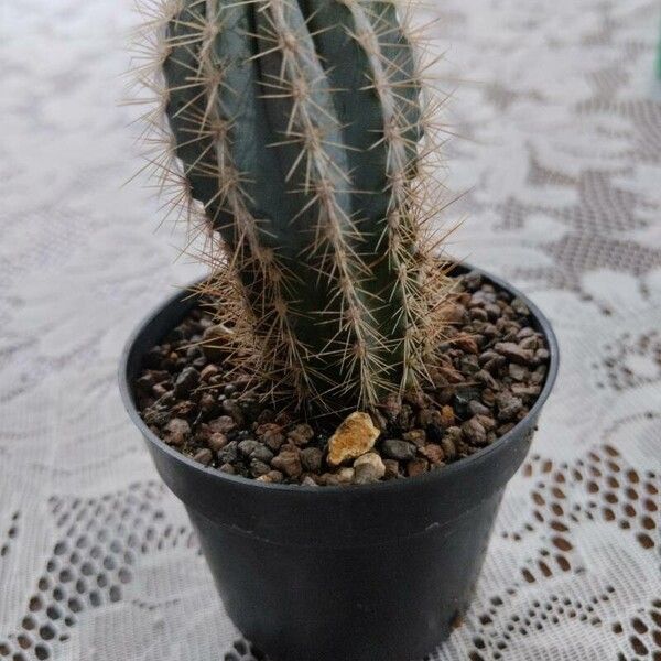 Pilosocereus pachycladus Leaf