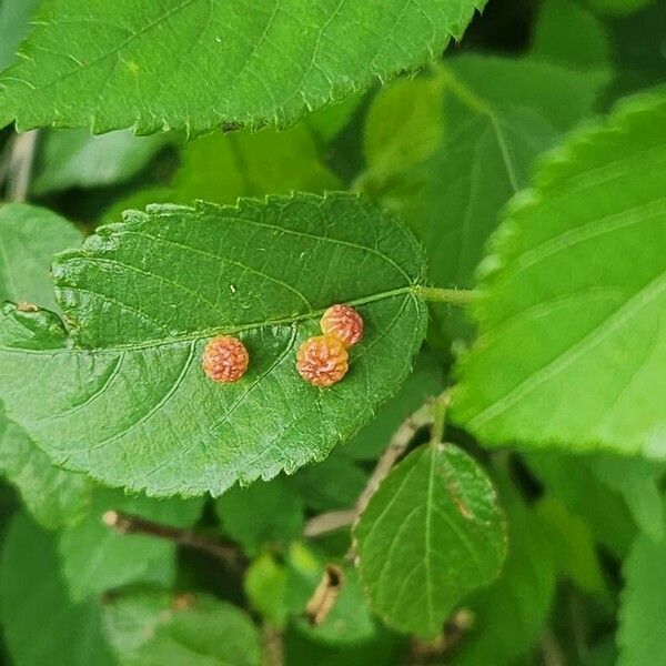 Acalypha crenata Leaf