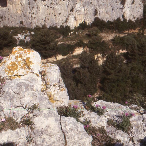 Centaurea corymbosa Hábito